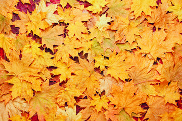 colorful background of yellow autumn leaves