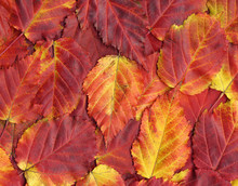 Colorful Background Of Red Autumn Leaves