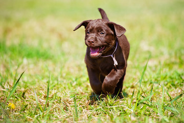 happy labrador retriever puppy