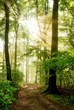 canvas print picture - Morgensonne leuchtet in den nebeligen Wald