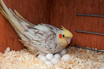 Cockatiel with eggs in nest box