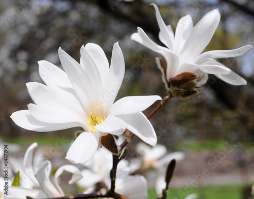 Naklejka - mata magnetyczna na lodówkę magnolia flower