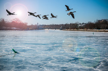 Canadian Geese Over Frozen River