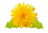 Fototapeta Psy - yellow dandelion