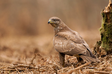 Wall Mural - Common buzzard