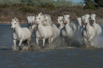 Fototapeta francja woda natura koń stado
