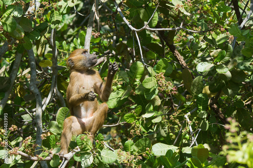 Fotografie, Obraz Western Baboon (Papio papio) looking for the next cashew apple t