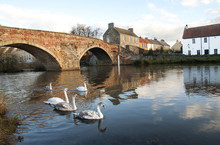 Swans Swimming In Front Of Old Bridge