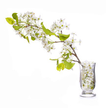 Branch With White Spring Blossoms In Glass Vase Isolated
