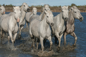 Obraz na płótnie pejzaż natura koń francja