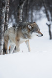 Fototapeta Sawanna - Wolf walks in the snow