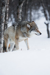 Naklejka na meble Wolf walks in the snow