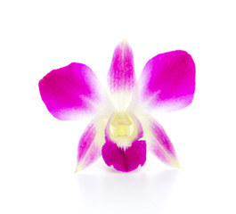 Purple orchid flower isolated white background