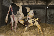 Newborn Calf In A Stable