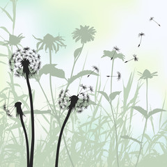 Wall Mural - Floral background, dandelion meadow diuring summertime