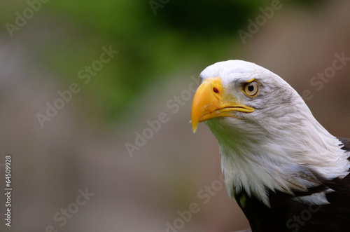  Fototapeta ptaki   bielik-amerykanski