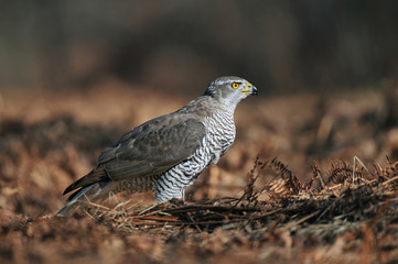 Wall Mural - Northern goshawk