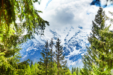 Wall Mural - Mont Blanc, Alps view through fir-trees