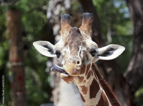 Photo A Giraffe Sticks Out its Long Tongue