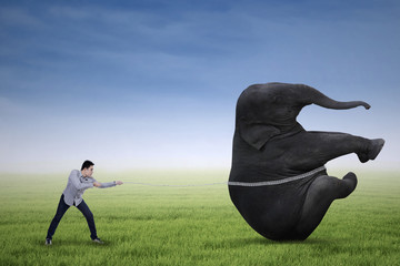 Man pulling big elephant on green grass