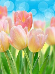  tulip flowers