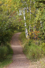 Wall Mural - Fall Trail Scenic