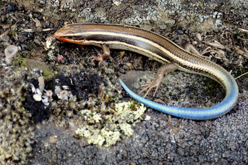 Wall Mural - Western Skink