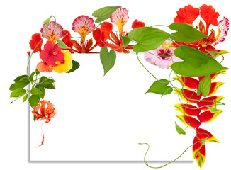 Wall Mural - composition avec fleurs tropicales et lianes de hoffe