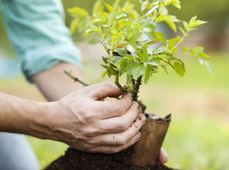 Young man planting in the garden