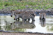 Tansania-Zebra-11634