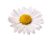 White Daisy Flower With Dew Drops