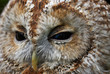Close portrait of a Tawny Owl