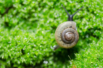 Snails and moss