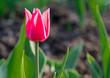 © sergeypankov - Red Tulip
