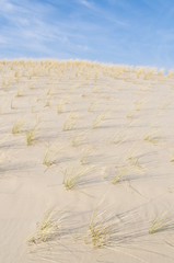 Wall Mural - dune grass