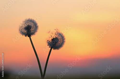 Naklejka nad blat kuchenny Pusteblume in der Abenddämmerung