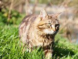 Fototapeta Koty - beautiful brown cat in the woods