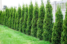 Thuja, Row Of Trees In The Garden