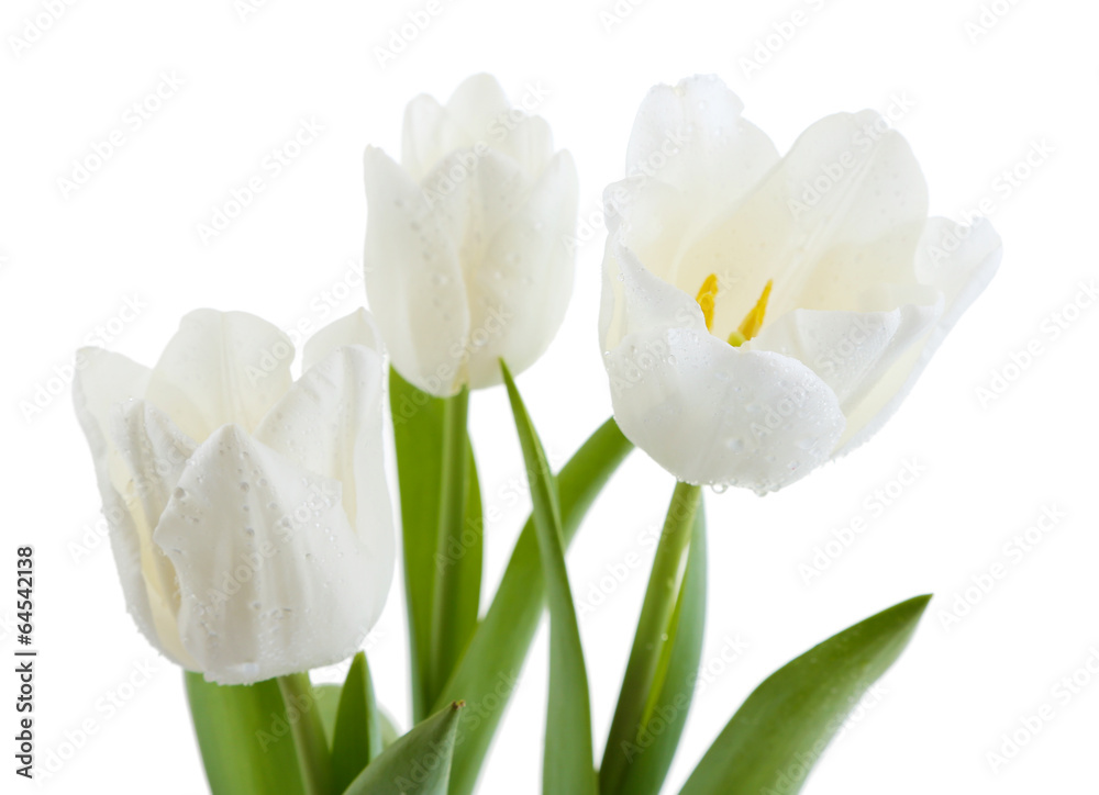 Beautiful tulips isolated on white