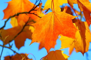 Wall Mural - Background of autumn foliage