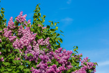 Purple Lilac Bush Blooming In May Day. City Park
