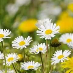 Wall Mural - Loewenzahn und Gaensebluemchen - dandelion  and daisy 07