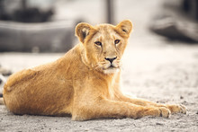 Portrait Of Beautiful Lioness