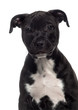 © Eric Isselée - Headshot of a American Staffordshire Terrier puppy