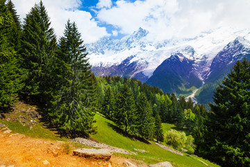 Wall Mural - Landscape with fir-trees near Mont Blanc, Alps