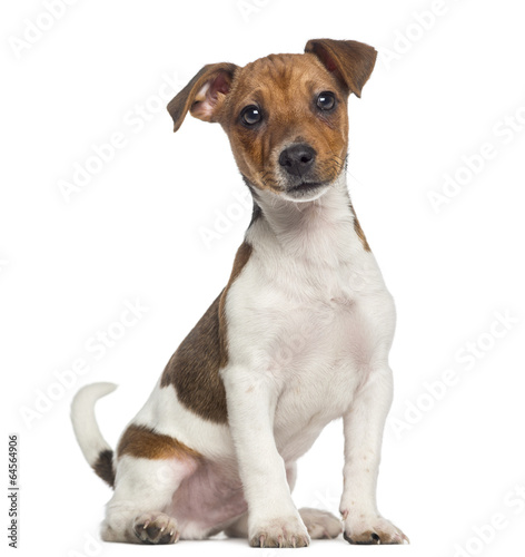 Fotografie, Obraz Jack Russell Terrier puppy sitting (3 months old)