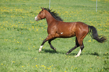 Gorgeous Paint Horse Mare Running On Pasturage