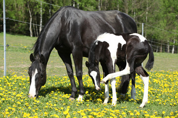 Beautiful mare with little foal on spring pasturage