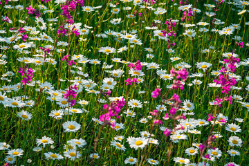 Sticker - multi colored flowers blossoming on a meadow