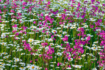 Sticker - multi colored flowers blossoming on a meadow